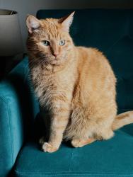 Reunited Male Cat last seen Donnelly Avenue and Tremont Avenue, Fort Worth, TX 76107