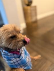 Reunited Female Dog last seen Gabe Nesbitt park, McKinney, TX 75070