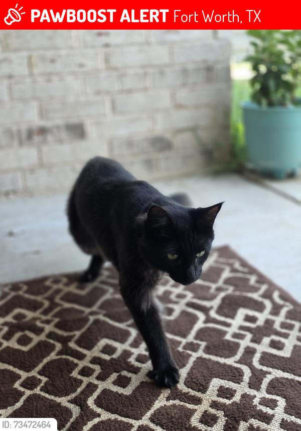 Lost Male Cat last seen Quick trip, Fort Worth, TX 76108