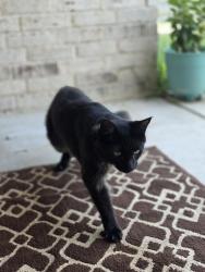 Lost Male Cat last seen Quick trip, Fort Worth, TX 76108