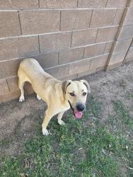 Reunited Unknown Dog last seen Near Ken McDonald golf course, Tempe, AZ 85283