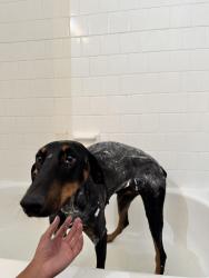 Lost Female Dog last seen Tidwell, Houston, TX 77091