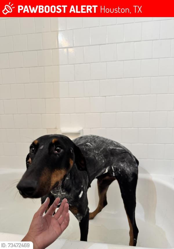 Lost Female Dog last seen Tidwell, Houston, TX 77091