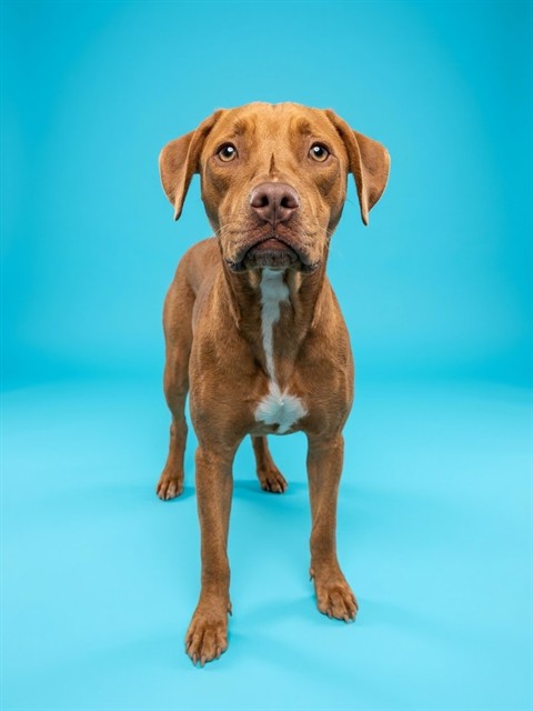 Shelter Stray Female Dog last seen Near BLOCK E 58TH ST, 2020 Forest St, Jacksonville, FL 32204, USA