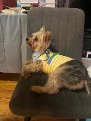 Lost Male Dog last seen Por la librería belle isle, Oklahoma City, OK 73112