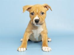 Shelter Stray Male Dog last seen 43RD AVE - BEARDSLEY, 5501 E Van Buren St, Phoenix, AZ 85008, USA