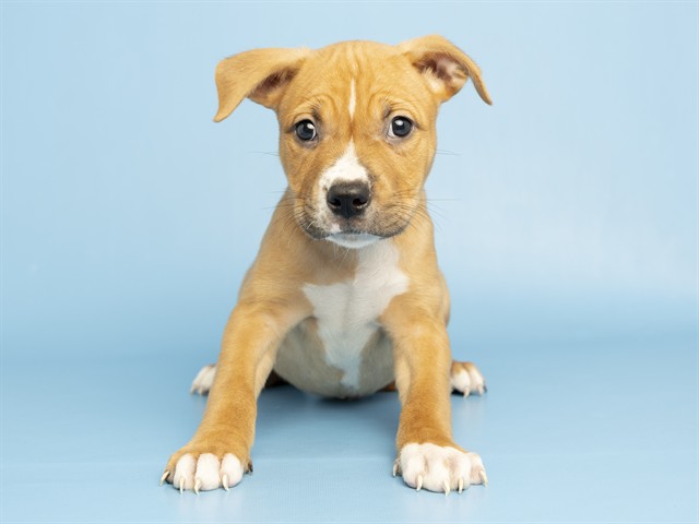 Shelter Stray Male Dog last seen 43RD AVE - BEARDSLEY, 5501 E Van Buren St, Phoenix, AZ 85008, USA