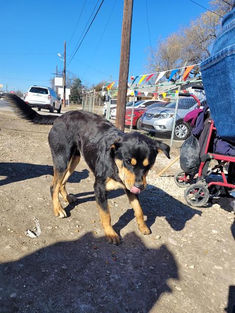 Shelter Stray Male Dog last seen Near BLOCK MICKLEJOHN, 4710 TX-151, San Antonio, TX 78227, USA