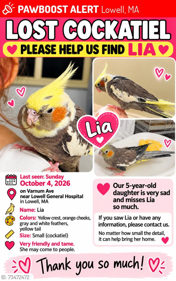 Lost Female Bird last seen Varnum Ave Lowell Ma, Lowell, MA 01854