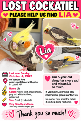 Lost Female Bird last seen Varnum Ave Lowell Ma, Lowell, MA 01854