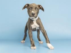 Shelter Stray Female Dog last seen DOBBINS & 51ST, 5501 E Van Buren St, Phoenix, AZ 85008, USA