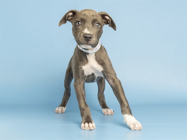 Shelter Stray Female Dog last seen DOBBINS & 51ST, 5501 E Van Buren St, Phoenix, AZ 85008, USA