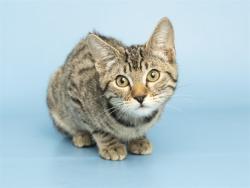 Shelter Stray Female Cat last seen Near BLOCK W NORTHERN AVENUE ROADWAY, 5501 E Van Buren St, Phoenix, AZ 85008, USA