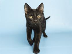 Shelter Stray Male Cat last seen Near BLOCK W NORTHERN AVENUE ROADWAY, 5501 E Van Buren St, Phoenix, AZ 85008, USA