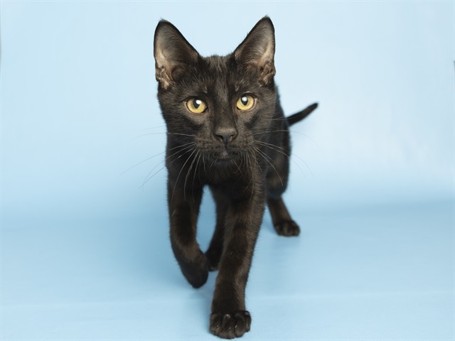 Shelter Stray Male Cat last seen Near BLOCK W NORTHERN AVENUE ROADWAY, 5501 E Van Buren St, Phoenix, AZ 85008, USA