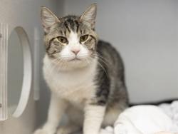 Shelter Stray Male Cat last seen , 5501 E Van Buren St, Phoenix, AZ 85008, USA
