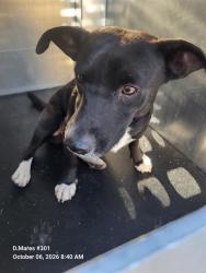 Shelter Stray Male Dog last seen Near BLOCK MICKLEJOHN, 4710 TX-151, San Antonio, TX 78227, USA