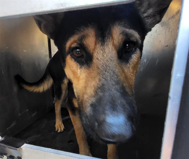 Shelter Stray Male Dog last seen Near BLOCK MICKLEJOHN, 4710 TX-151, San Antonio, TX 78227, USA
