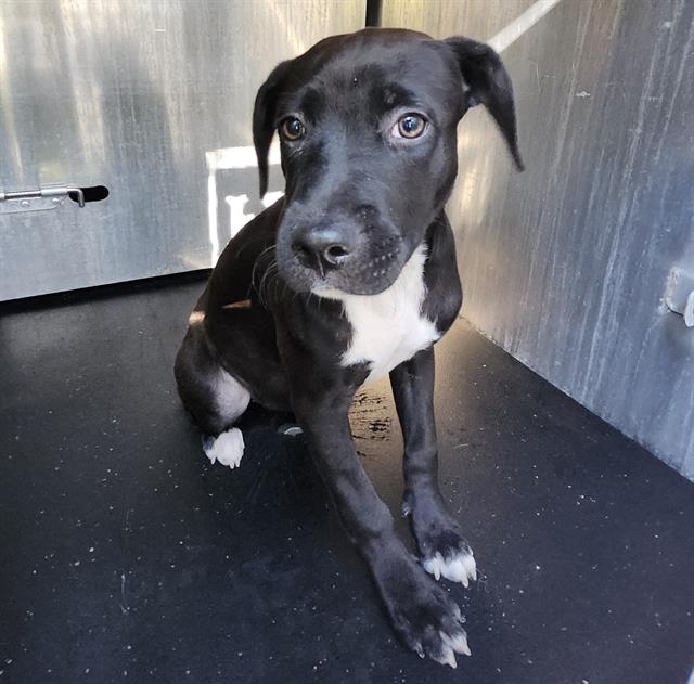Shelter Stray Female Dog last seen Near BLOCK ERLINE, 4710 TX-151, San Antonio, TX 78227, USA