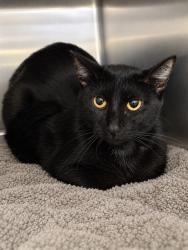 Shelter Stray Female Cat last seen ST CHARLES CO, 4850 Mid Rivers Mall Dr, St Peters, MO 63376, USA
