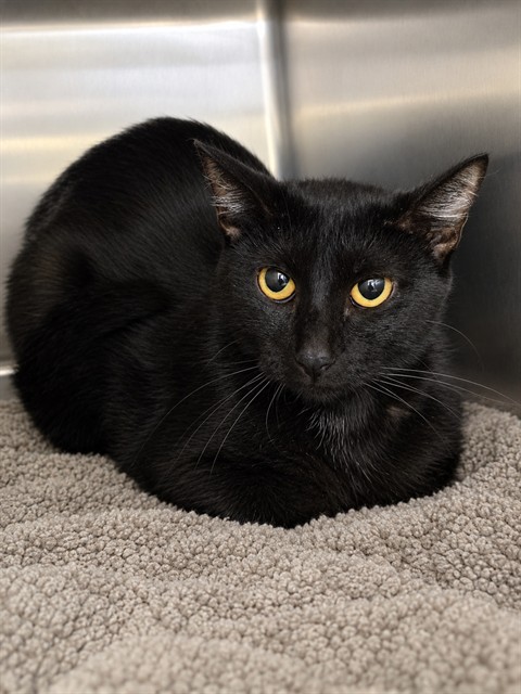 Shelter Stray Female Cat last seen ST CHARLES CO, 4850 Mid Rivers Mall Dr, St Peters, MO 63376, USA
