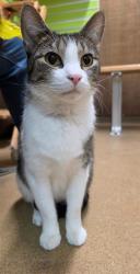 Shelter Stray Male Cat last seen ST CHARLES CO, 4850 Mid Rivers Mall Dr, St Peters, MO 63376, USA