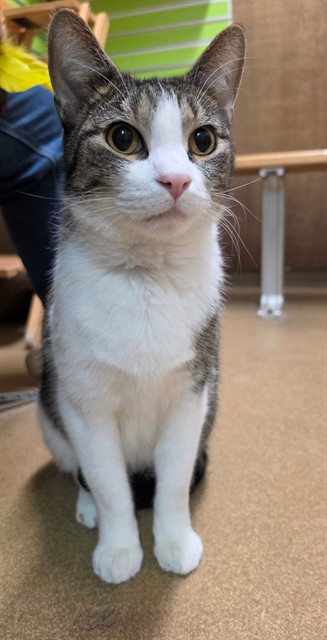 Shelter Stray Male Cat last seen ST CHARLES CO, 4850 Mid Rivers Mall Dr, St Peters, MO 63376, USA