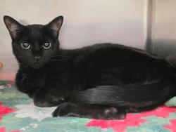 Shelter Stray Female Cat last seen ST PETERS, 4850 Mid Rivers Mall Dr, St Peters, MO 63376, USA