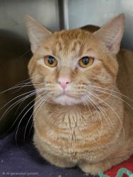Shelter Stray Male Cat last seen OFALLON, 4850 Mid Rivers Mall Dr, St Peters, MO 63376, USA
