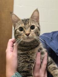 Shelter Stray Female Cat last seen OFALLON, 4850 Mid Rivers Mall Dr, St Peters, MO 63376, USA