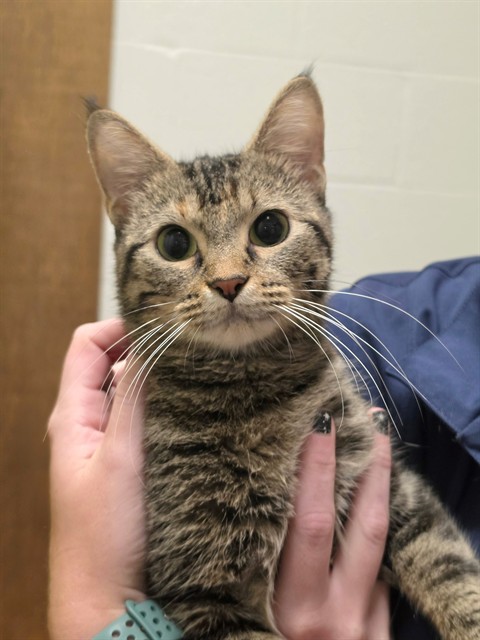 Shelter Stray Female Cat last seen OFALLON, 4850 Mid Rivers Mall Dr, St Peters, MO 63376, USA