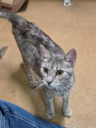 Shelter Stray Female Cat last seen OFALLON, 4850 Mid Rivers Mall Dr, St Peters, MO 63376, USA