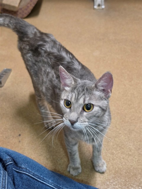 Shelter Stray Female Cat last seen OFALLON, 4850 Mid Rivers Mall Dr, St Peters, MO 63376, USA