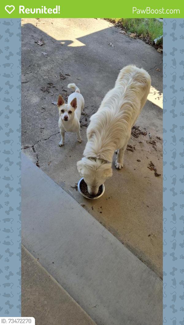 Reunited Male Dog last seen WBerry and College Ave, Fort Worth, TX 76110