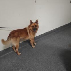 Shelter Stray Male Dog last seen , 3201 Lacy St, Los Angeles, CA 90031, USA