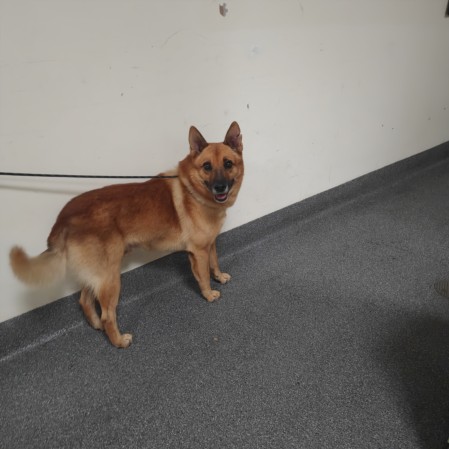 Shelter Stray Male Dog last seen , 3201 Lacy St, Los Angeles, CA 90031, USA