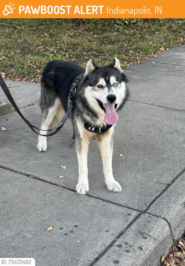 Found/Stray Male Dog last seen Found Laurel & Pleasant (Fountain Square). Seen escaping on Michigan & Euclid (Irvington), Indianapolis, IN 46201