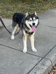 Found/Stray Male Dog last seen Found Laurel & Pleasant (Fountain Square). Seen escaping on Michigan & Euclid (Irvington), Indianapolis, IN 46201