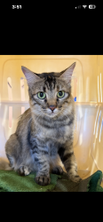 Found/Stray Female Cat last seen Broadway & Camino Seco, Tucson, AZ 85710