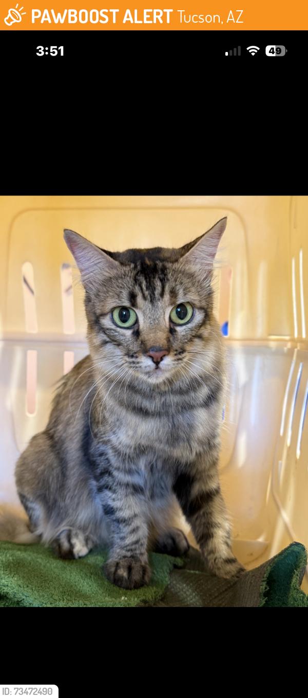 Found/Stray Female Cat last seen Broadway & Camino Seco, Tucson, AZ 85710