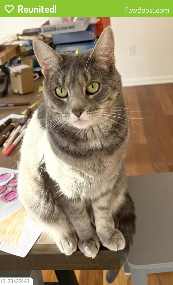 Reunited Female Cat last seen Near Appleseed Drive, Coplay, Coplay, PA 18037