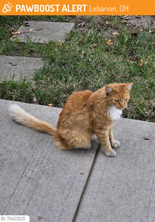 Found/Stray Female Cat last seen American Village apmts, Lebanon, OH 45036