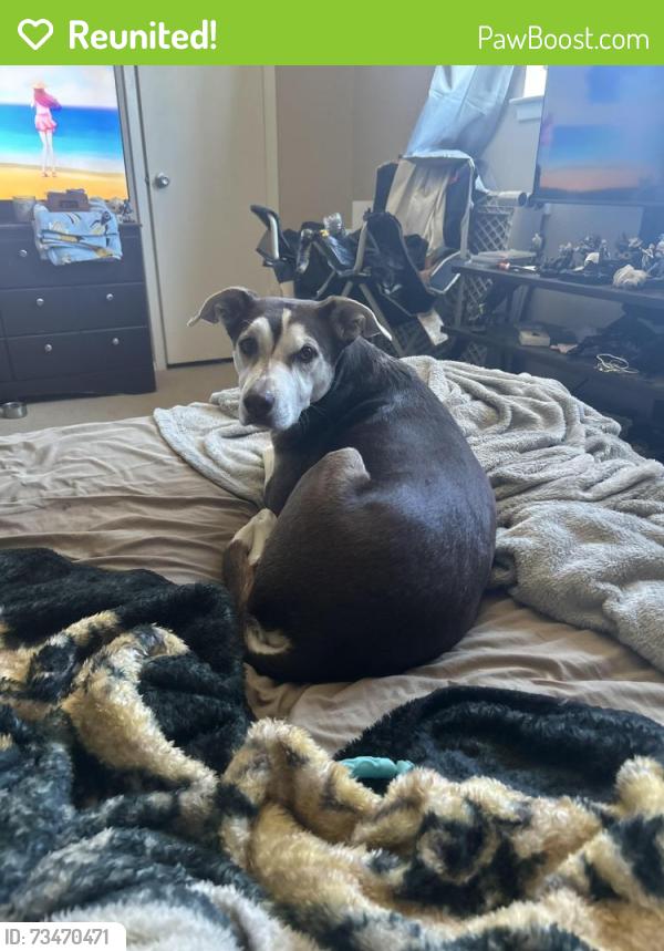 Reunited Male Dog last seen Pantego, Arlington, TX 76013