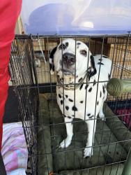 Reunited Male Dog last seen Westgreen and FM 529, Houston, TX 77433