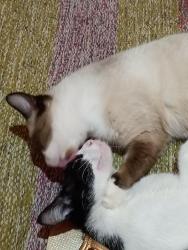 Lost Female Cat last seen Coacyara ela subiu a rua, Vila Aeroporto, SP 13056-488