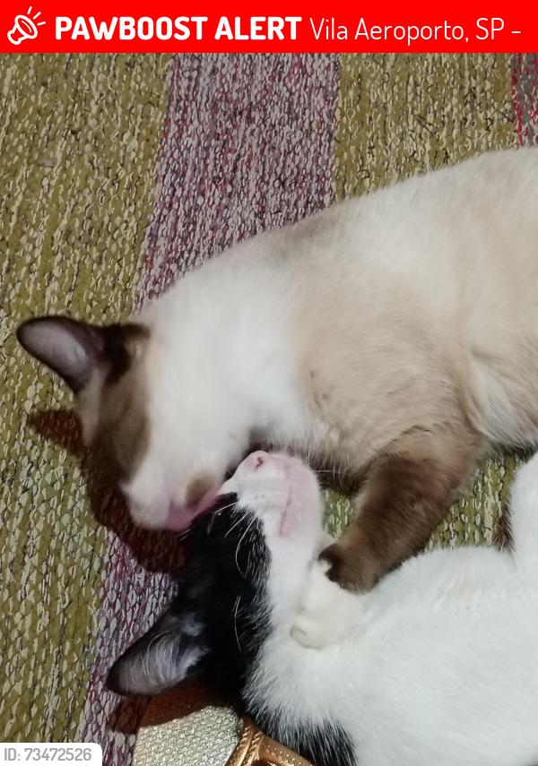 Lost Female Cat last seen Coacyara ela subiu a rua, Vila Aeroporto, SP 13056-488