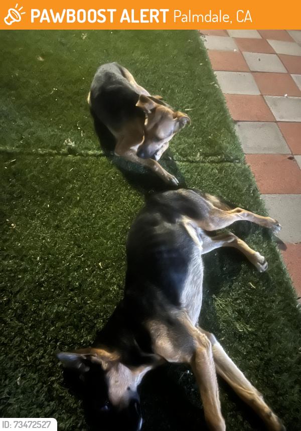 Found/Stray Male Dog last seen 50th street east and Golden Valley, Palmdale, CA 93552