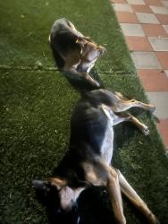 Found/Stray Male Dog last seen 50th street east and Golden Valley, Palmdale, CA 93552