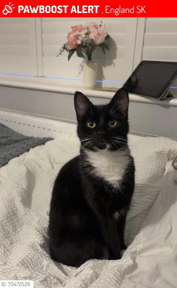 Lost Male Cat last seen Bennett street, , England SK14