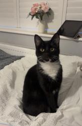Lost Male Cat last seen Bennett street, , England SK14